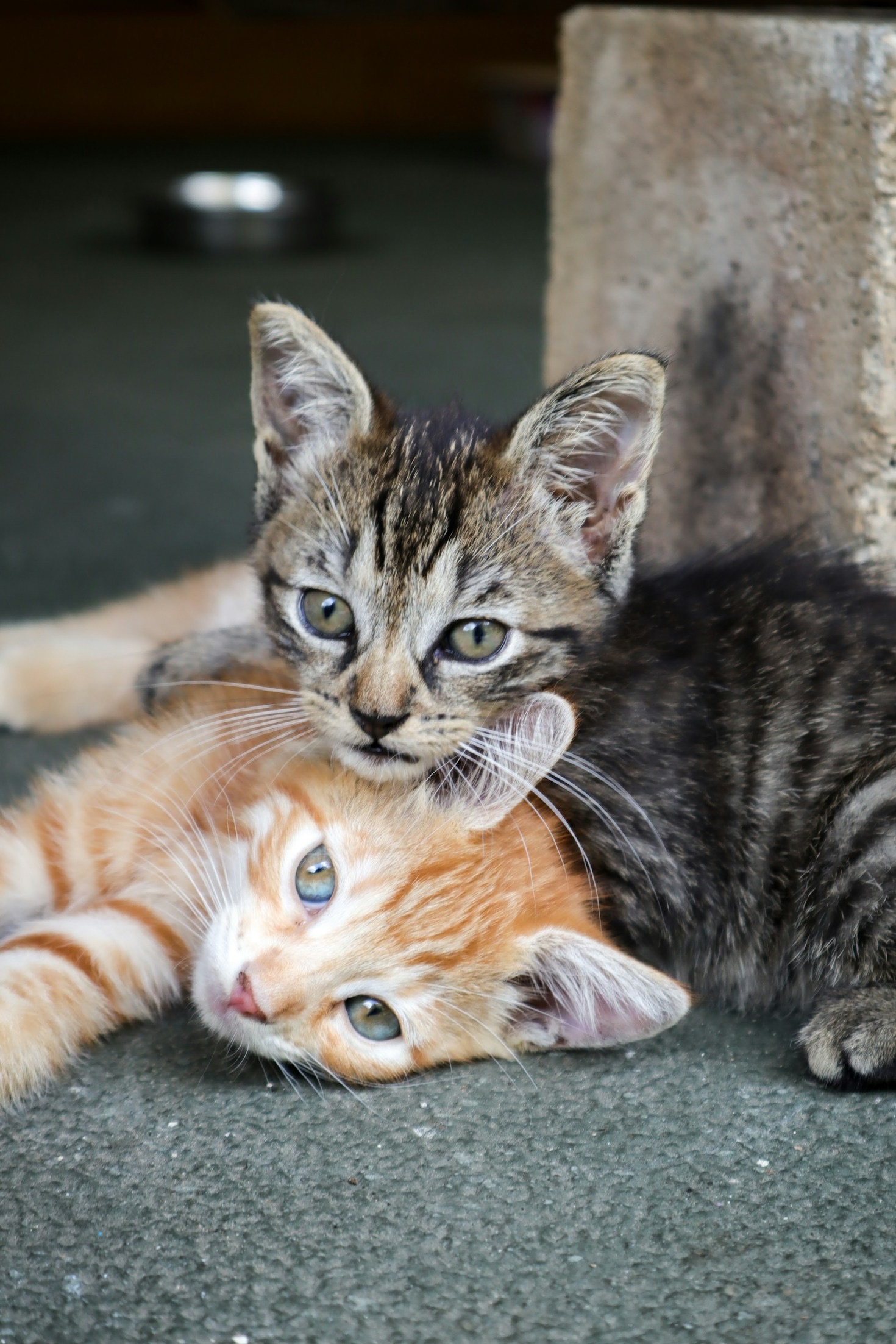 How Rescued Animals Transform Lives