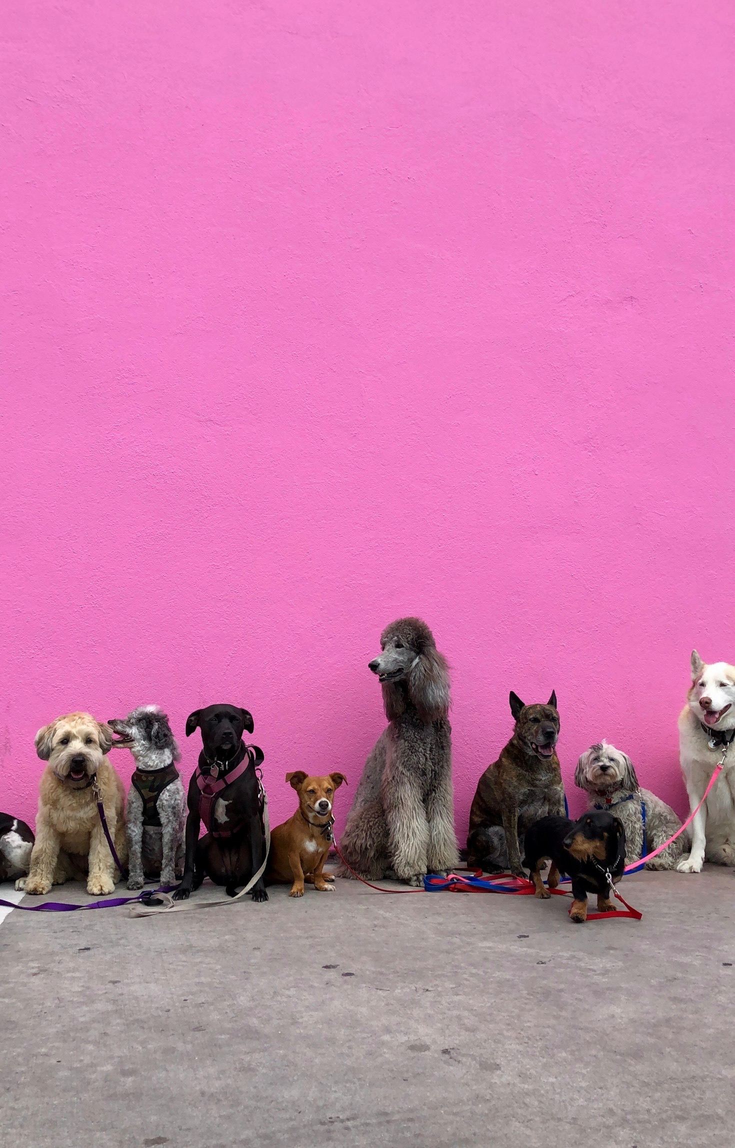 The Journey of Saving Puerto Rico’s Stray Animals