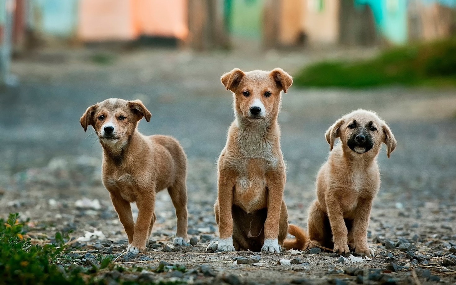 Behind the Scenes: Meet Our Rescue Team