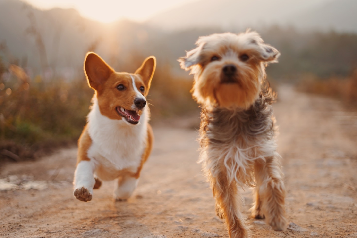 Why Every Stray Deserves a Second Chance