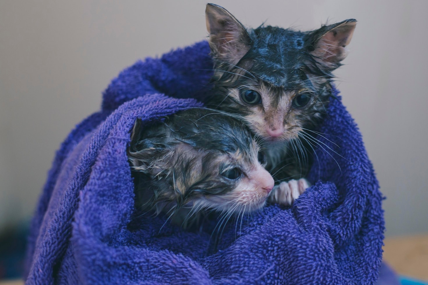 The Impact of Your Support on Animal Rescue