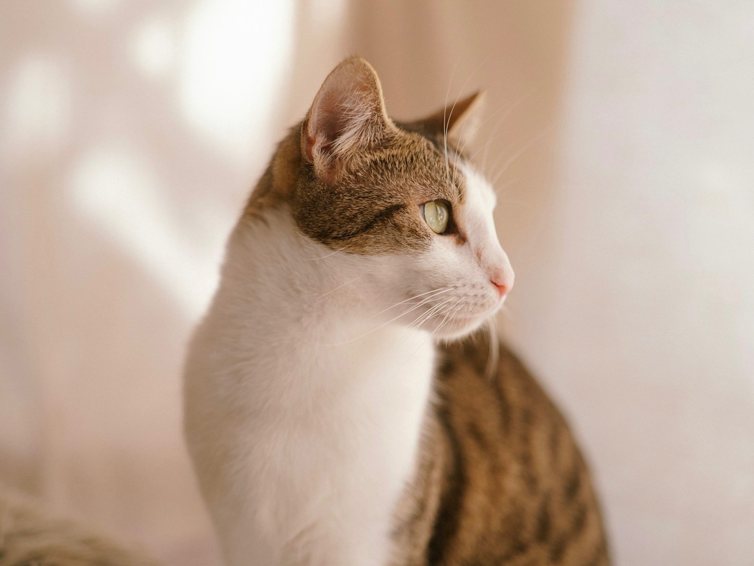 Celebrating Success: Rescued Pets Finding Homes