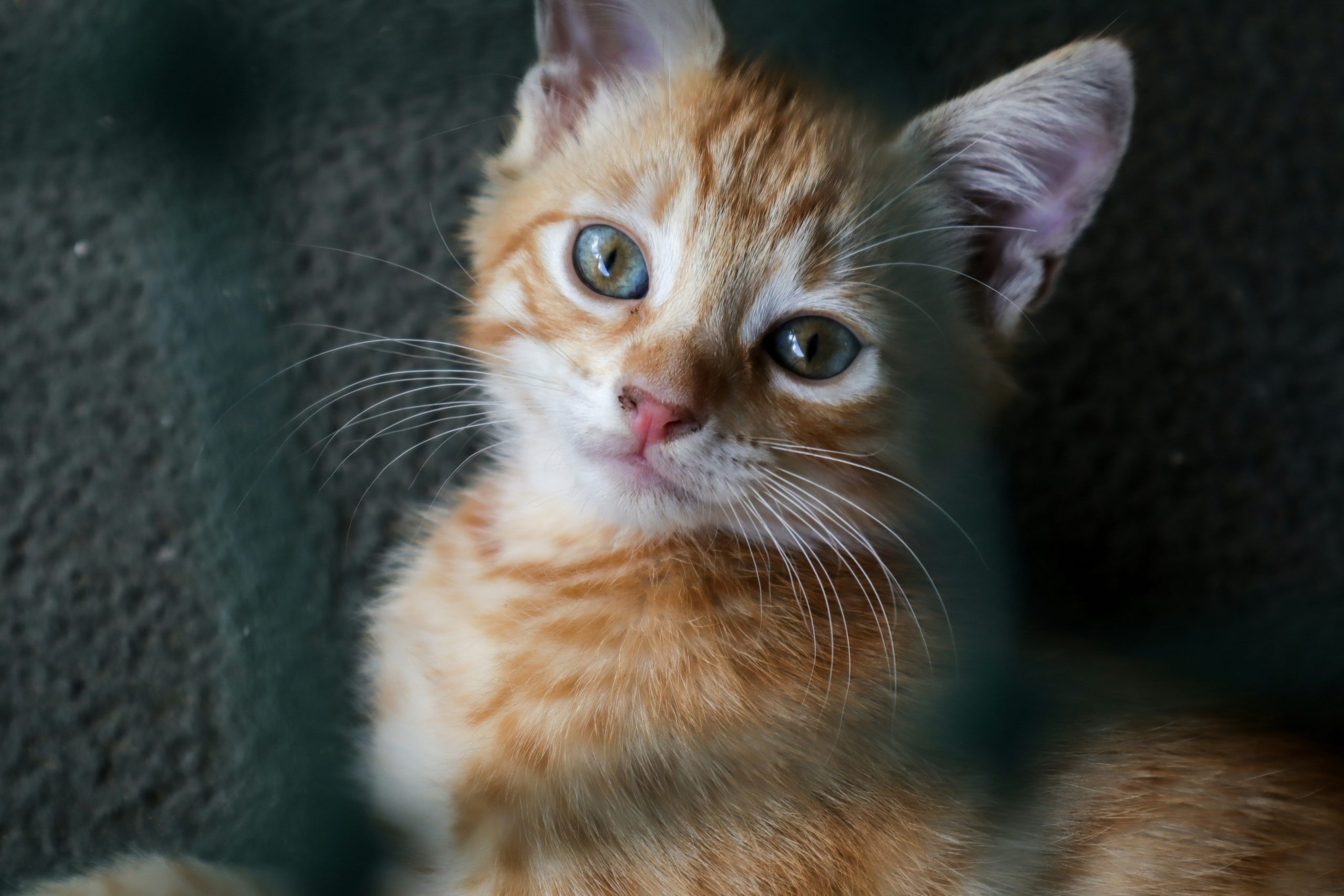 Hello world!